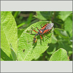 Bild 2 zum Bildarchiv Sonstige Insekten
