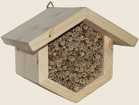 Bild Wildbienenwabe Bild Wildbienenwabe