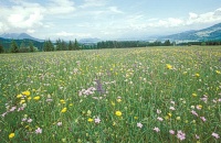 Bild Magerwiese Bild Magerwiese