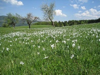 Bild Narzissenwiese Bild Narzissenwiese