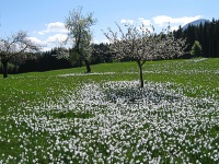 Bild Narzissenwiese in Greuth Bild Narzissenwiese in Greuth