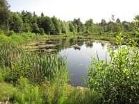 Bild Neu angelegte Wasserfläche auf dem ehemaligen Campingplatzareal Bild Neu angelegte Wasserfläche auf dem ehemaligen Campingplatzareal