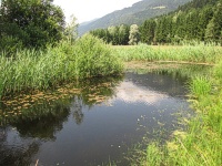 Bild 10 Jahre alter Teich Bild 10 Jahre alter Teich