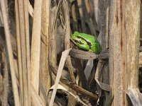Bild Laubfrosch Bild Laubfrosch
