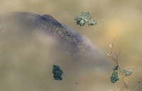 Bild Fische fressen u.a. Kaulquappen und können vor allem in kleinen Teichen schnell zu einer Überdüngung des Wassers führen. Bild Fische fressen u.a. Kaulquappen und können vor allem in kleinen Teichen schnell zu einer Überdüngung des Wassers führen.
