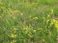 Bild Artenreiche Blumenwiese - ca. 8 Jahre, nachdem auf diesem Stadort eine dichte Fichten-Monokultur gerodet wurde. Bild Artenreiche Blumenwiese - ca. 8 Jahre, nachdem auf diesem Stadort eine dichte Fichten-Monokultur gerodet wurde.