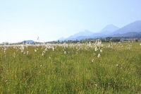 Bild Wollgras-Wiese Bild Wollgras-Wiese