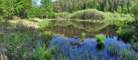 Bild Größerer im Februar 2022 neu angelegter Teich im Bereich Eibelhofmoor (Poggersdorf), Aufnahmezeitpunkt Mai 2022 Bild Größerer im Februar 2022 neu angelegter Teich im Bereich Eibelhofmoor (Poggersdorf), Aufnahmezeitpunkt Mai 2022