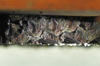 Bild Mops-Fledermausquartier hinter einem Fensterladen