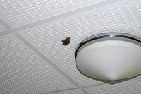 Bild Verirrter Fledermausfindling in einer Wohnanlage