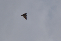 Bild fliegender Abendsegler