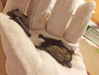 Bild Fledermausbabies