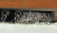 Bild Mopsfledermausquartier hinter einem Fensterladen Bild Mopsfledermausquartier hinter einem Fensterladen