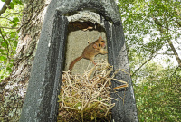 Bild Haselmausnest in einem Holzbeton-Fledermauskasten Bild Haselmausnest in einem Holzbeton-Fledermauskasten