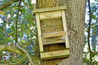 Bild Vogelnest in einem Fledermauskasten aus Holz Bild Vogelnest in einem Fledermauskasten aus Holz