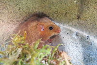 Bild Haselmaus in Quartierhilfe Bild Haselmaus in Quartierhilfe