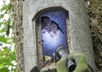 Bild Bechsteinfledermäuse in Fledermauskasten Bild Bechsteinfledermäuse in Fledermauskasten