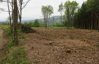Bild Umwandlung einer Waldfläche in eine artenreiche Wiese: Schlägern ... Bild Umwandlung einer Waldfläche in eine artenreiche Wiese: Schlägern ...