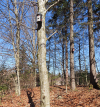 Bild Neues Fledermaus-Kastenrevier KR 114 Lendspitz-Maiernigg Bild Neues Fledermaus-Kastenrevier KR 114 Lendspitz-Maiernigg