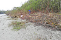 Bild Tamariskenpflege auf der Schotterbank bei Baldramsdorf Bild Tamariskenpflege auf der Schotterbank bei Baldramsdorf