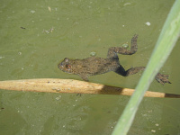 Bild Gelbbauchunke Bild Gelbbauchunke