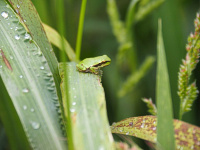 Bild Laubfrosch-Jungtier Bild Laubfrosch-Jungtier