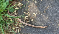 Bild Blindschleiche Bild Blindschleiche
