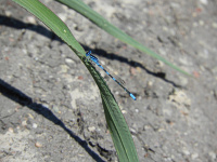 Bild Gabel-Azurjungfer, Männchen Bild Gabel-Azurjungfer, Männchen