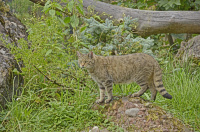 Bild Europäische Wildkatze Bild Europäische Wildkatze
