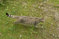 Bild Europäische Wildkatze Bild Europäische Wildkatze