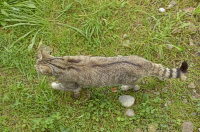 Bild Europäische Wildkatze Bild Europäische Wildkatze