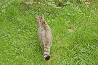 Bild Europäische Wildkatze Bild Europäische Wildkatze