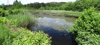 Bild Typisches Larvalgewässer der Zierlichen Moosjungfer mit hohem Anteil an Schwimmblatt- und Unterwasservegetation Bild Typisches Larvalgewässer der Zierlichen Moosjungfer mit hohem Anteil an Schwimmblatt- und Unterwasservegetation