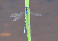 Bild Gabel-Azurjungfer, Männchen Bild Gabel-Azurjungfer, Männchen
