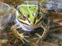 Bild Grünfrosch Bild Grünfrosch