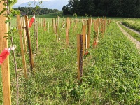 Bild Neu angelegte Hecke Bild Neu angelegte Hecke
