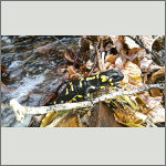 Bild 8 zum Block 241