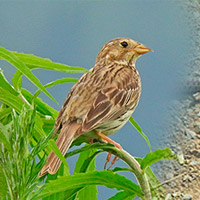 Bild zum Weblog-Eintrag 258