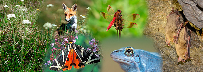 Bild zum Weblog 270