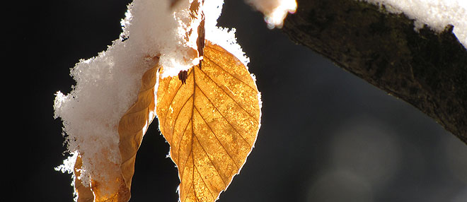 Bild zum Weblog 282